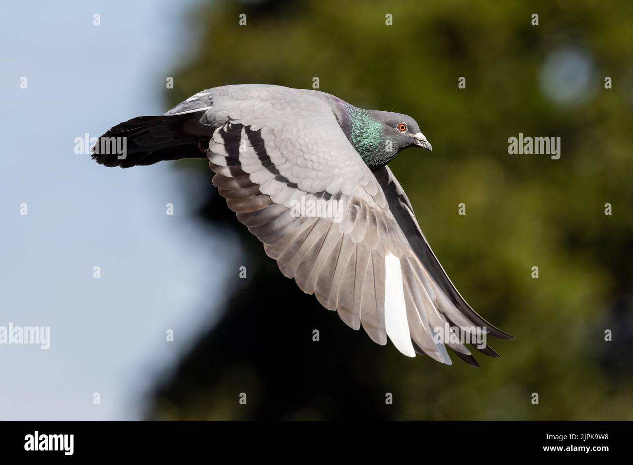 Rock Pigeon in flight with wings down Stock Photo - Alamy