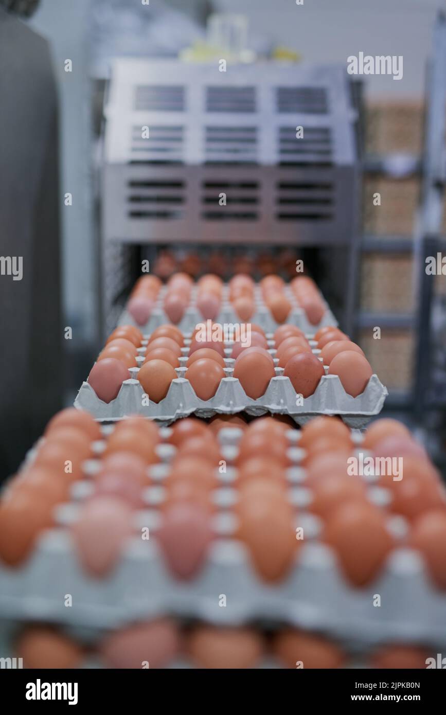 Fresh and ready to be packed. packed chicken eggs moving out of a machine inside of a factory. Stock Photo