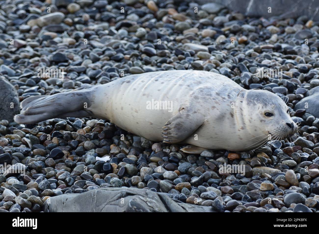 Adorable harbor seal pup napping on the beach at Lincoln Park in West Seattle Stock Photo