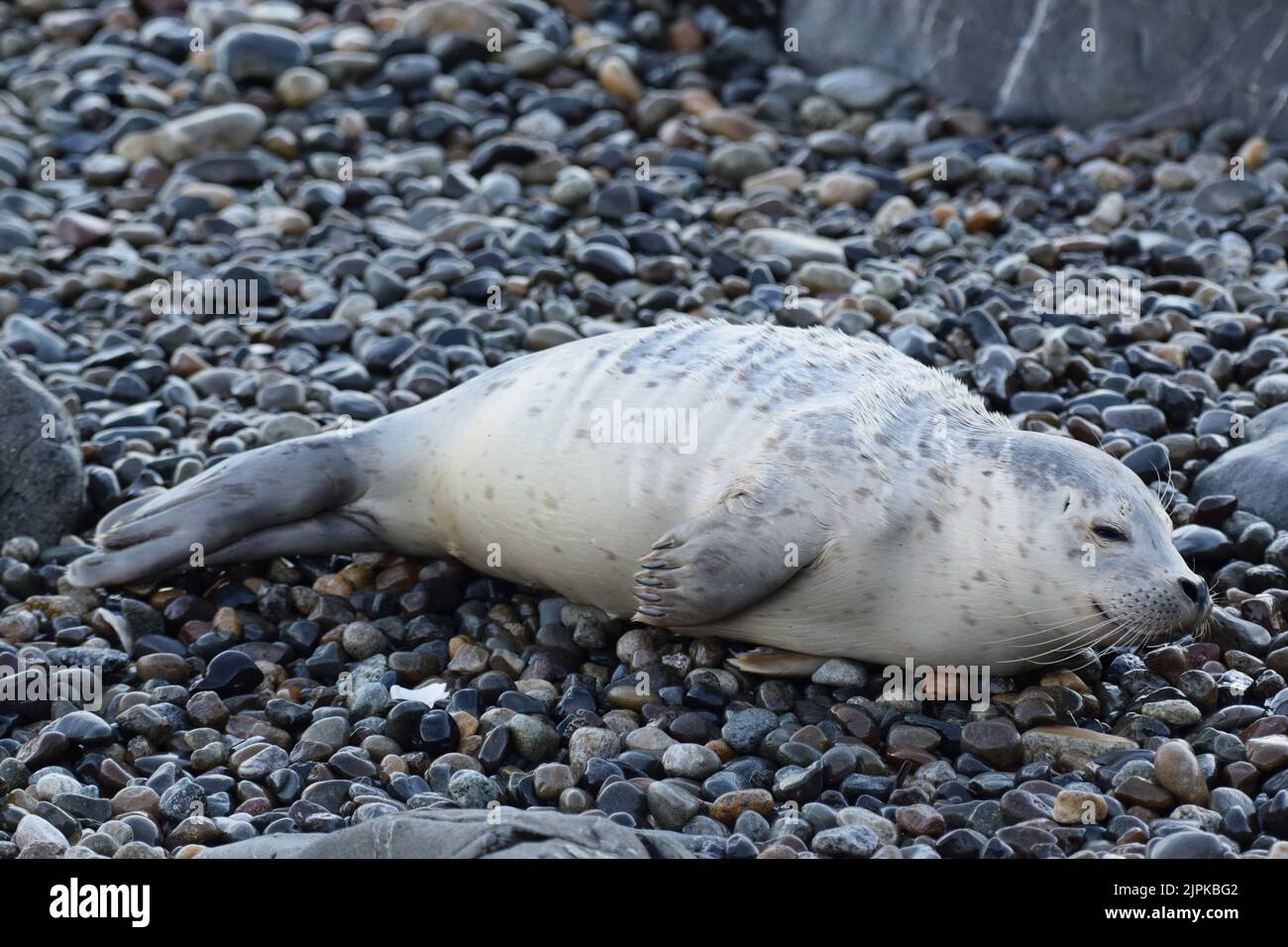 Adorable harbor seal pup napping on the beach at Lincoln Park in West Seattle Stock Photo