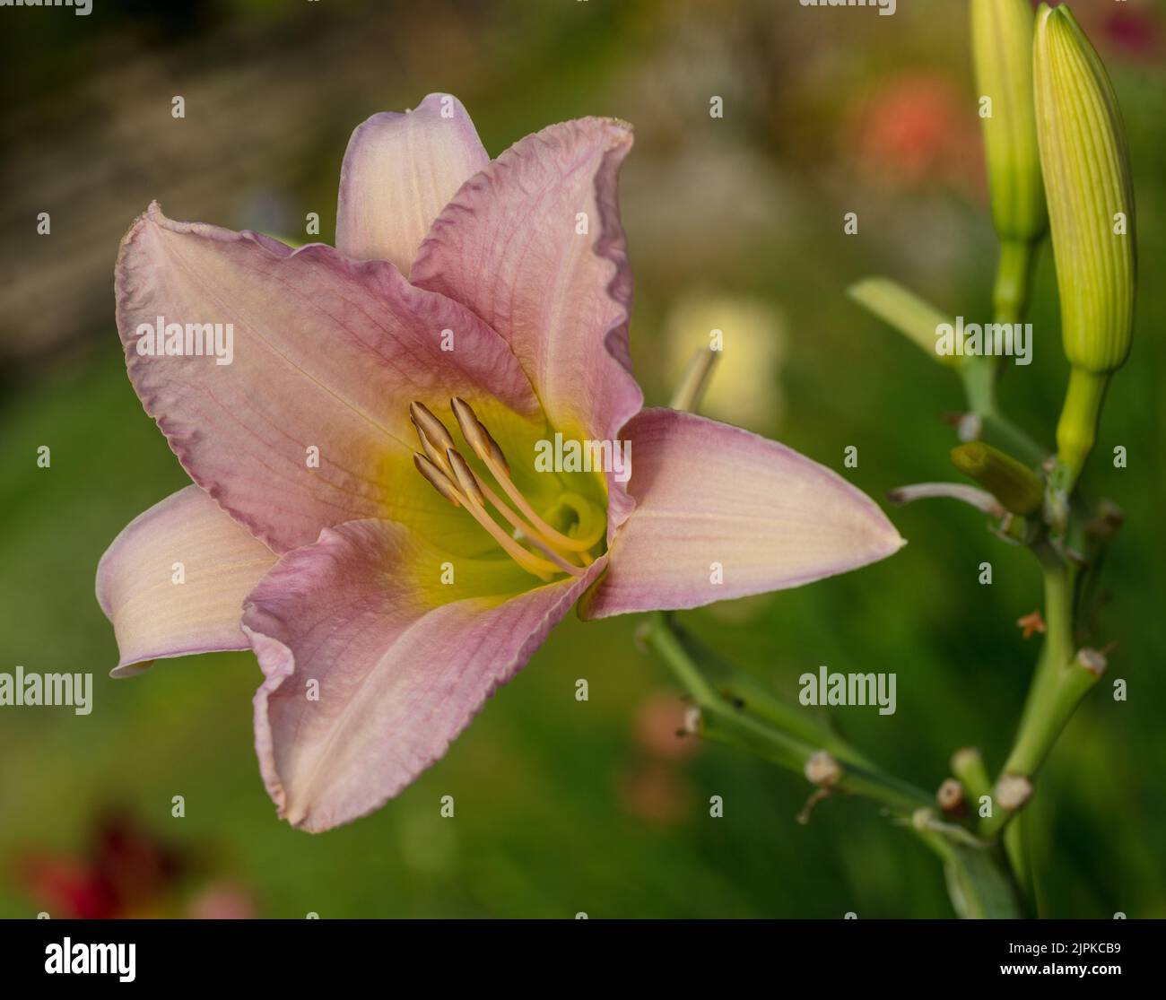 catherine-woodbery-catherine-woodbury-daylily-daglilja