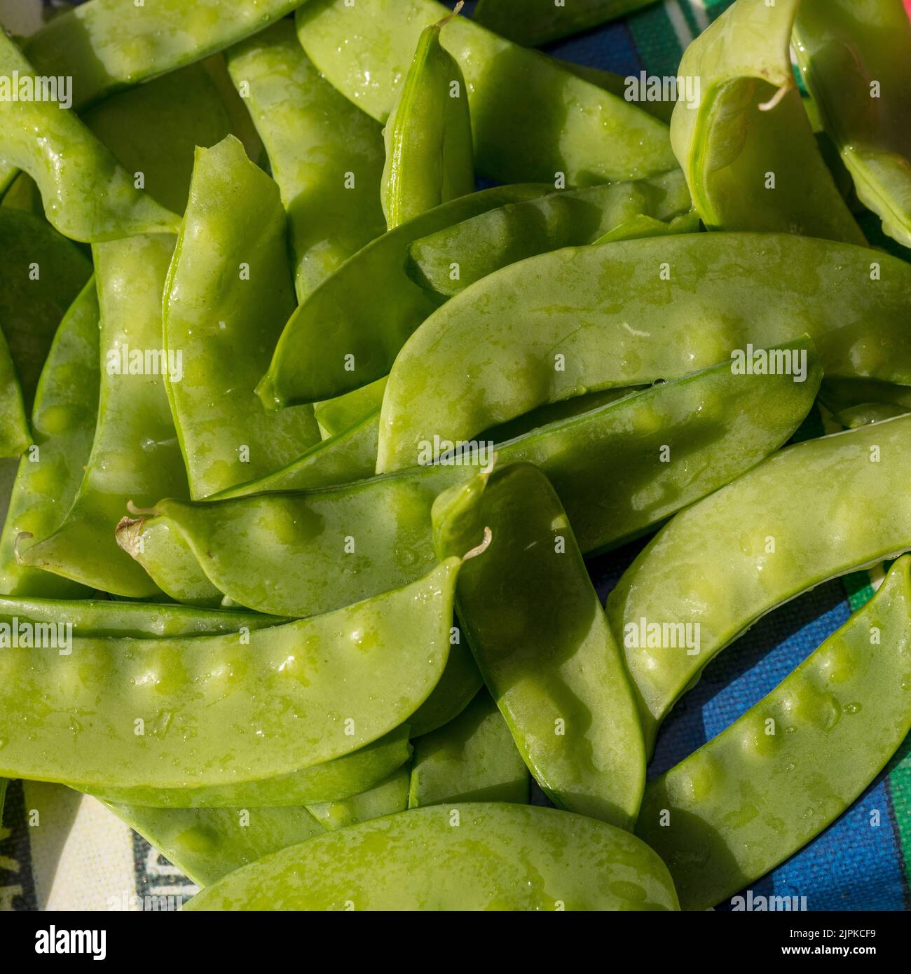 'Oregon Sugar Pod' Garden pea, Ärt (Pisum sativum) Stock Photo
