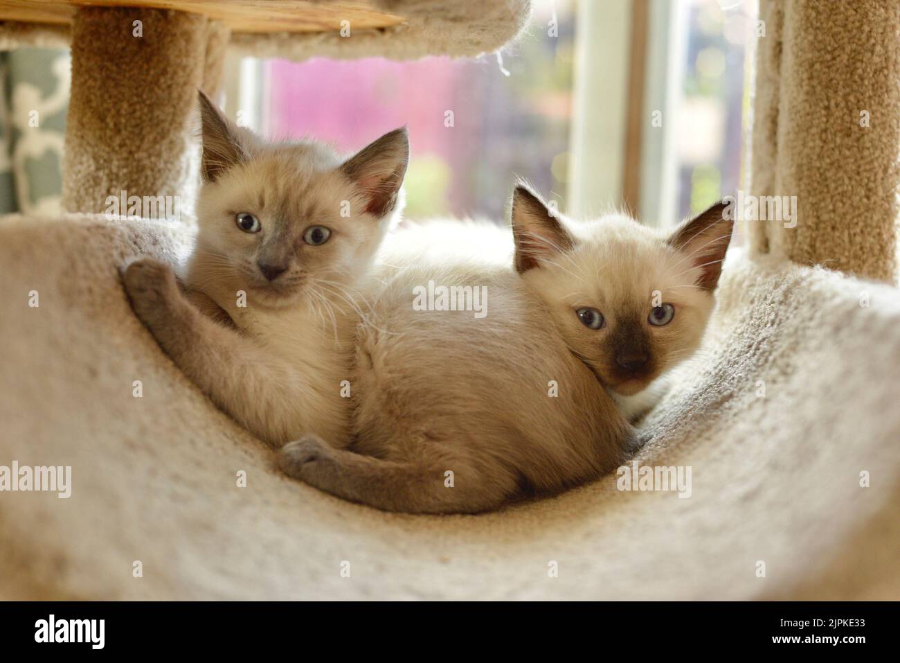 2 Siamoise kittens Stock Photo