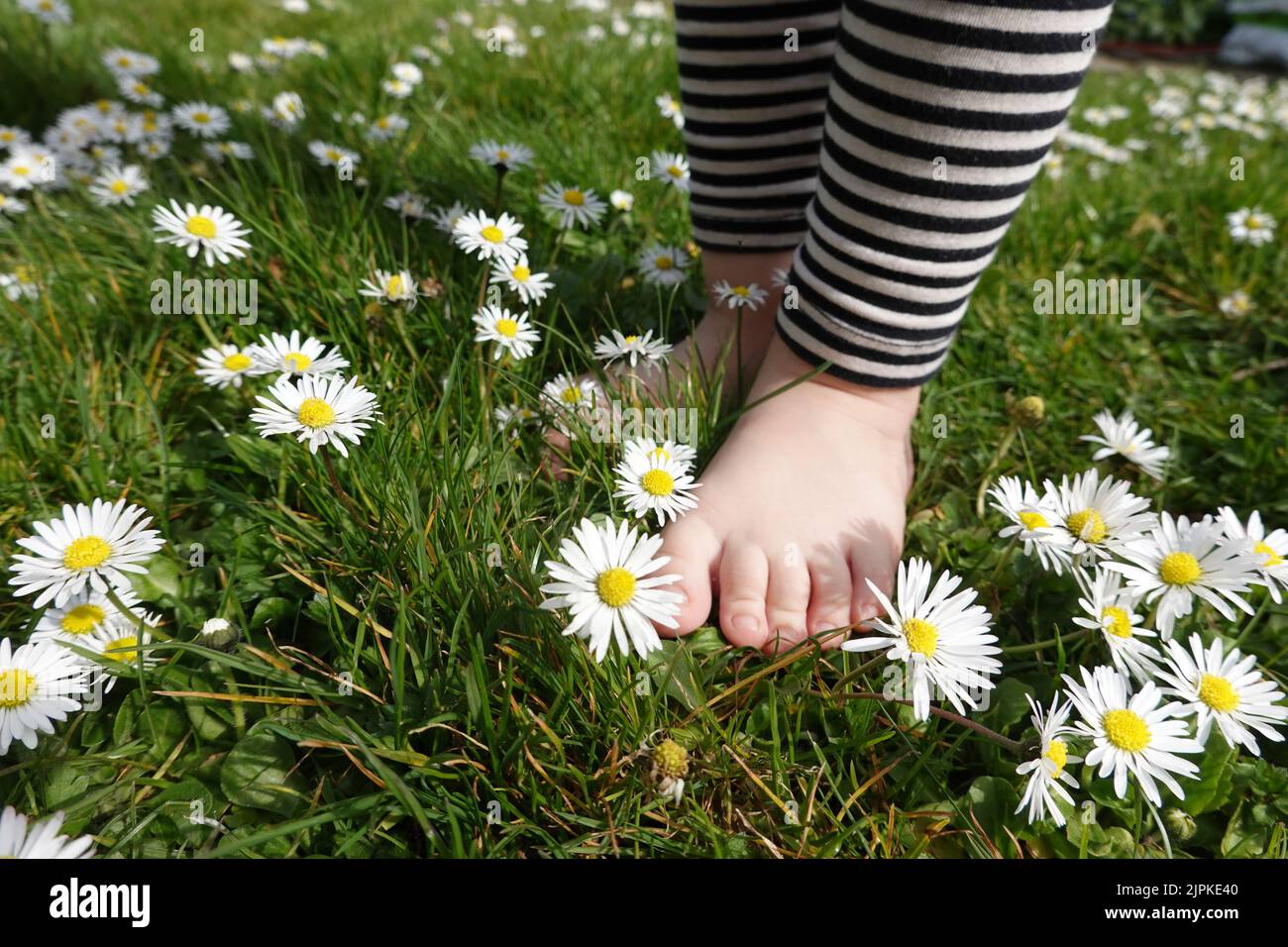 toddler, meadow, barefoot, childhood, infant, infants, toddlers
