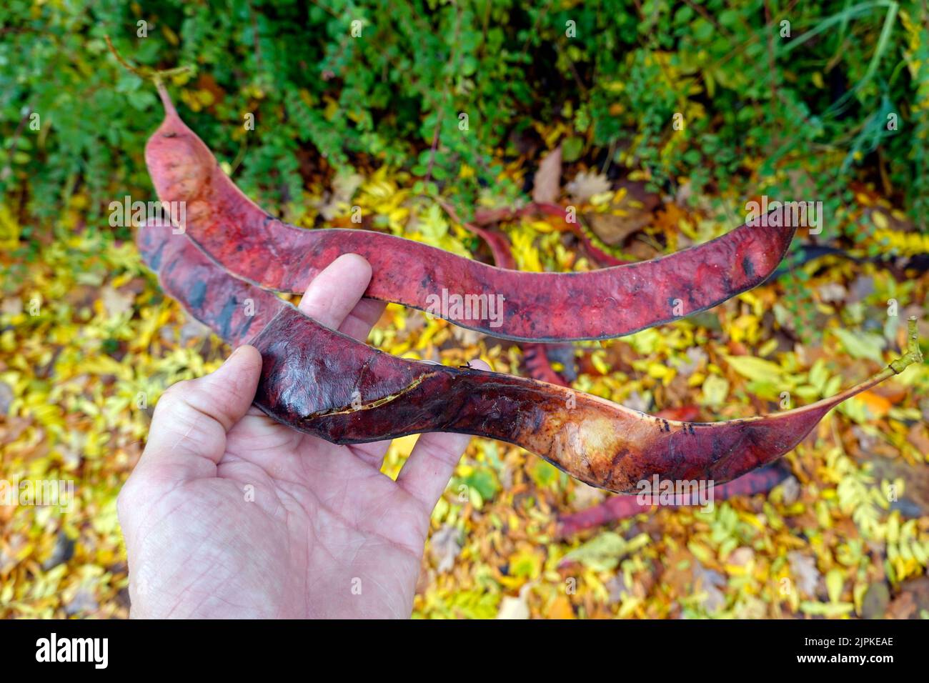 legume, amerikanische gleditschie, gleditsia triacanthos, gleditschien, legumes Stock Photo