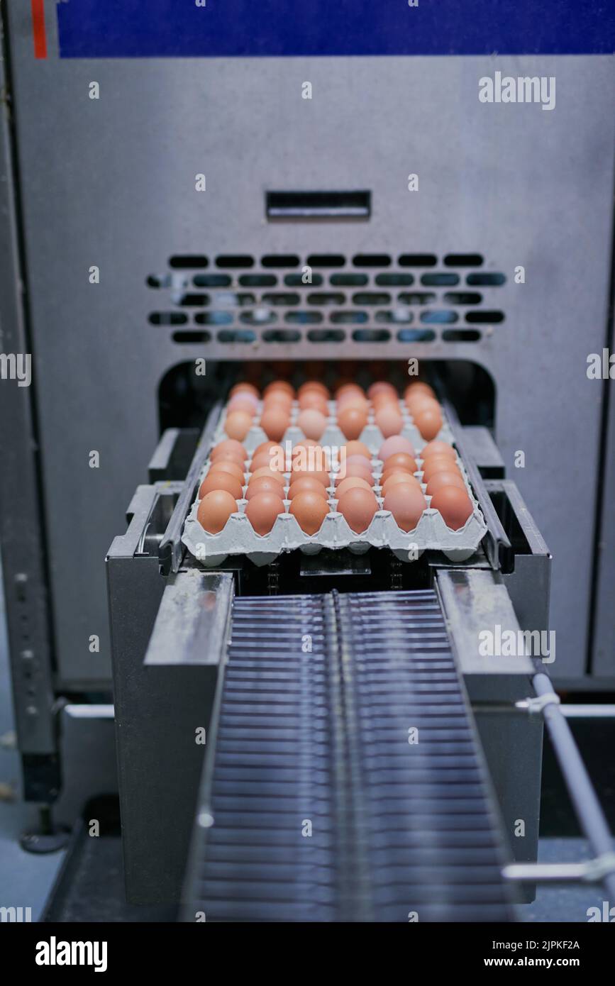 Breakfast is served. packed chicken eggs moving out of a machine inside