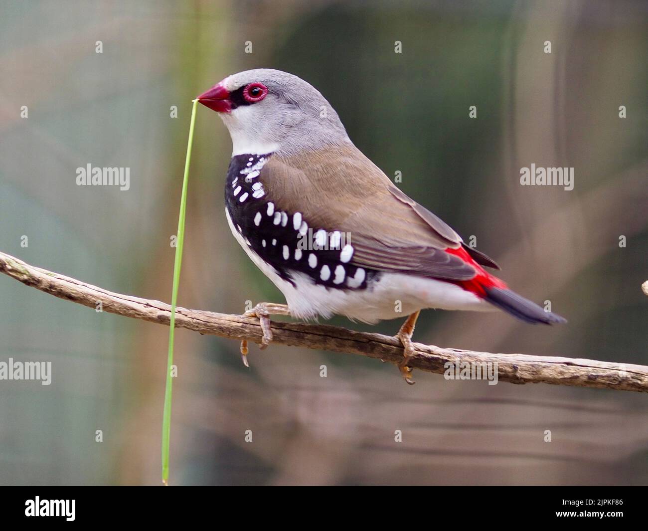 Diamond finch hi-res stock photography and images - Alamy