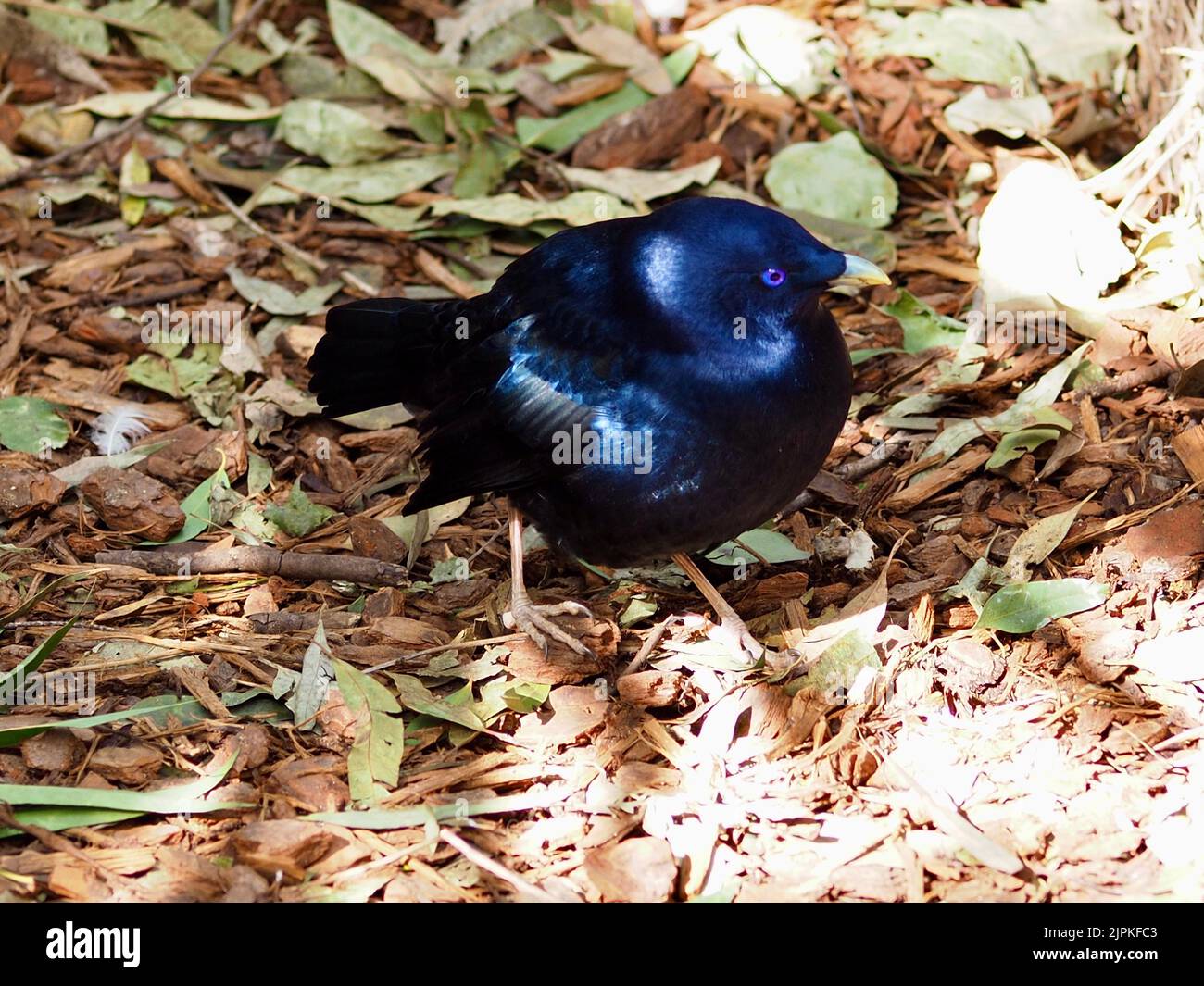 Exquisite showy male Satin Bowerbird with bright glossy midnight blue plumage. Stock Photo