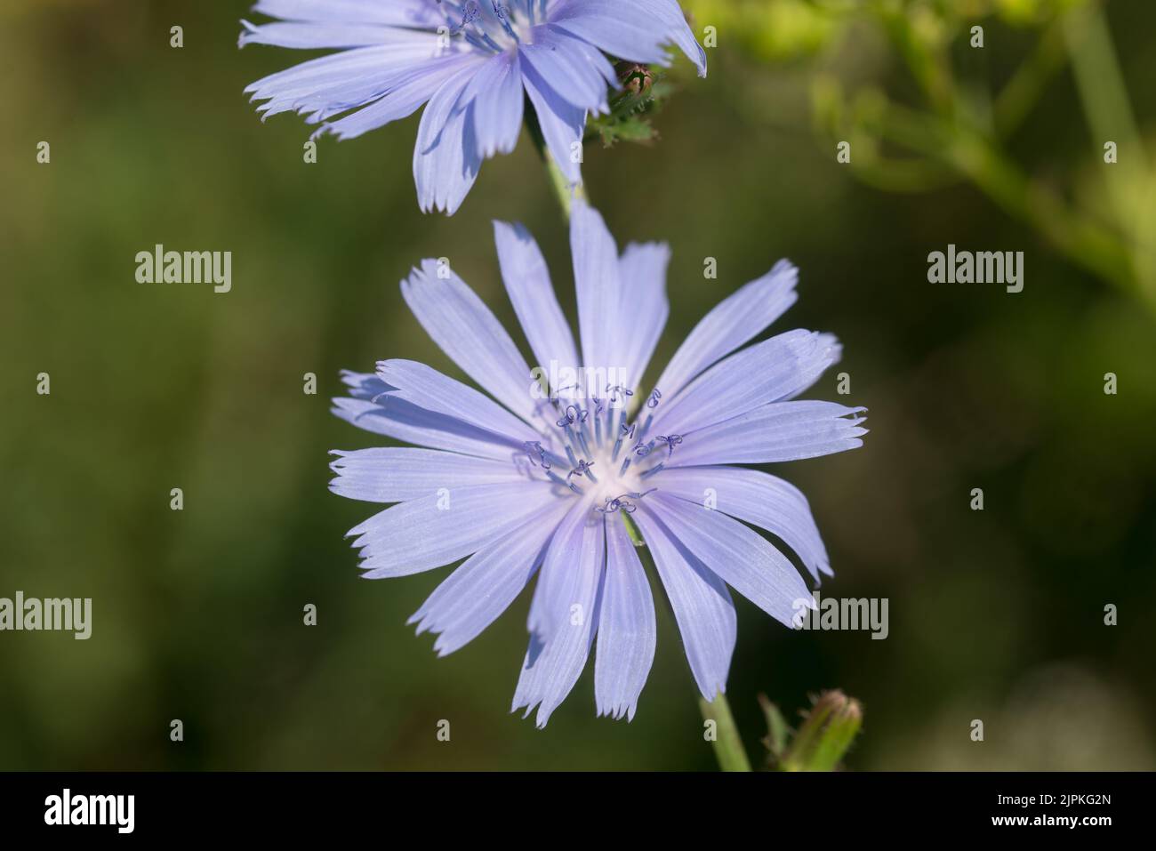 Common chicory blue summer flowers closeup selective focus Stock Photo