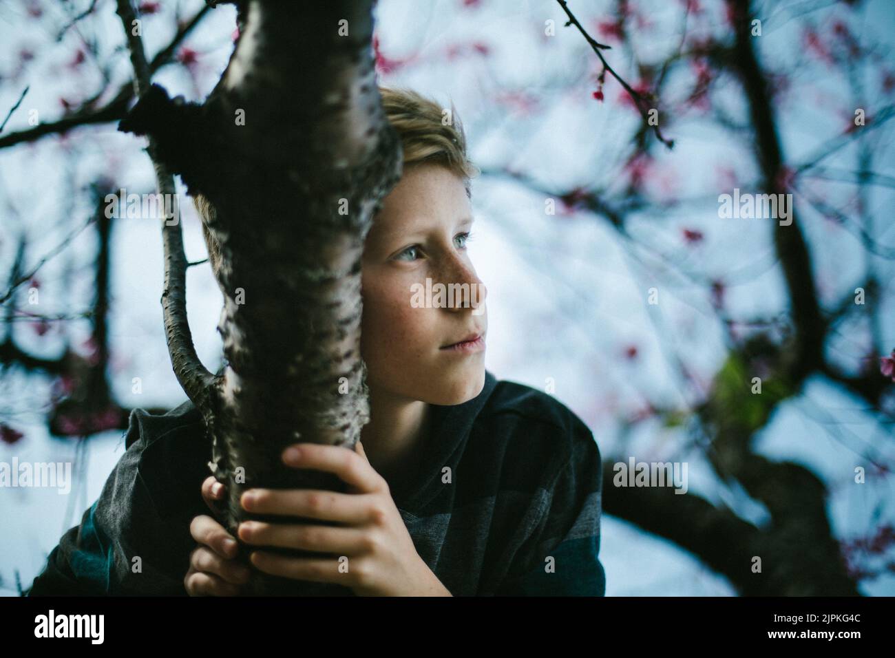 Pre-teen boy climbs cherry tree with blue sky in nature Stock Photo