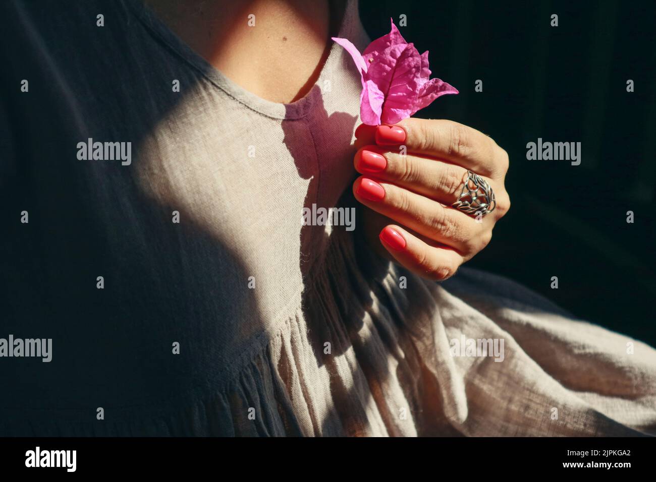 Female hands with red shellac manicure on nails hold Bougainvill Stock Photo
