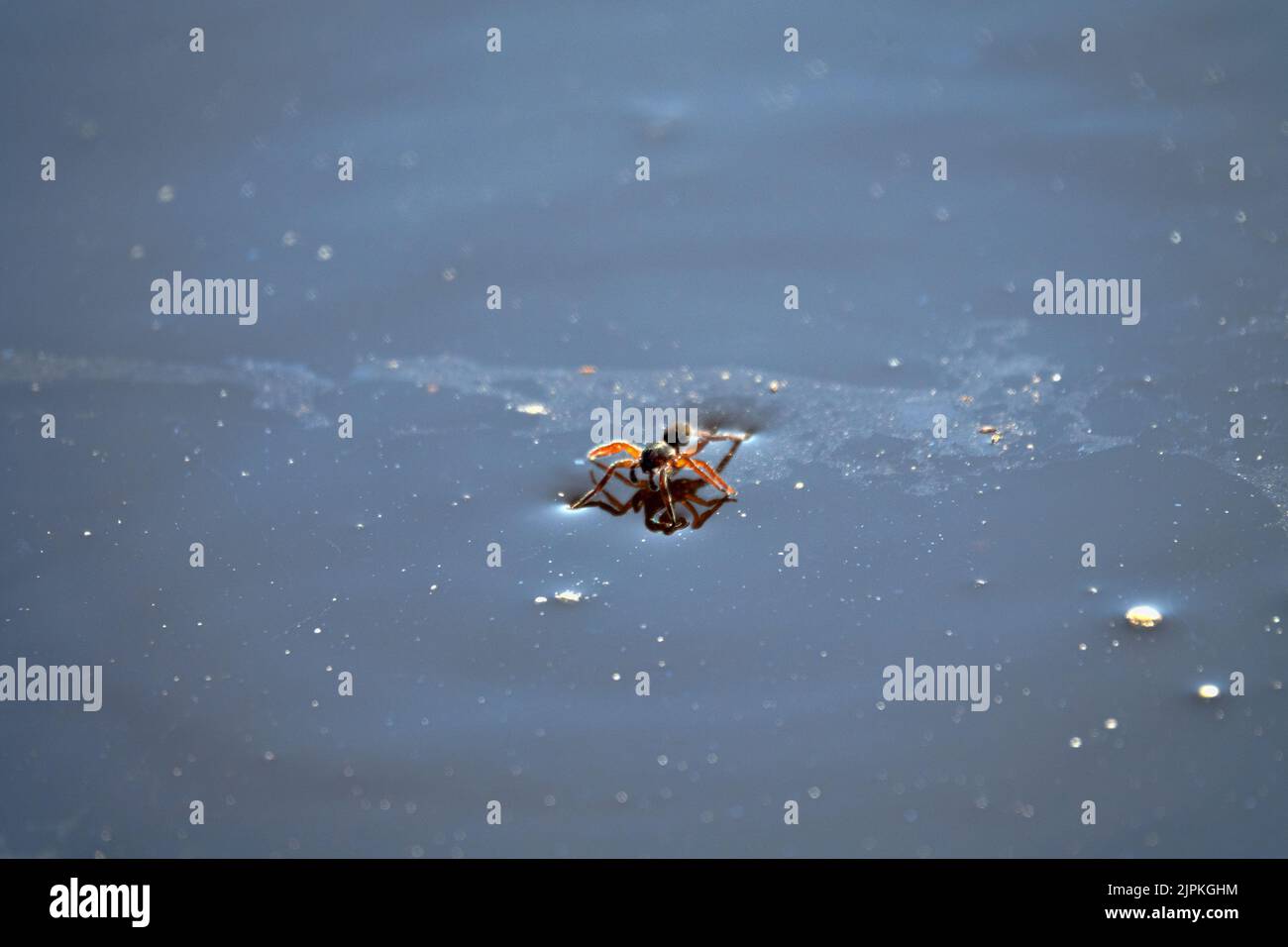 Diving bell spider aquatica, female) came to surface of ice