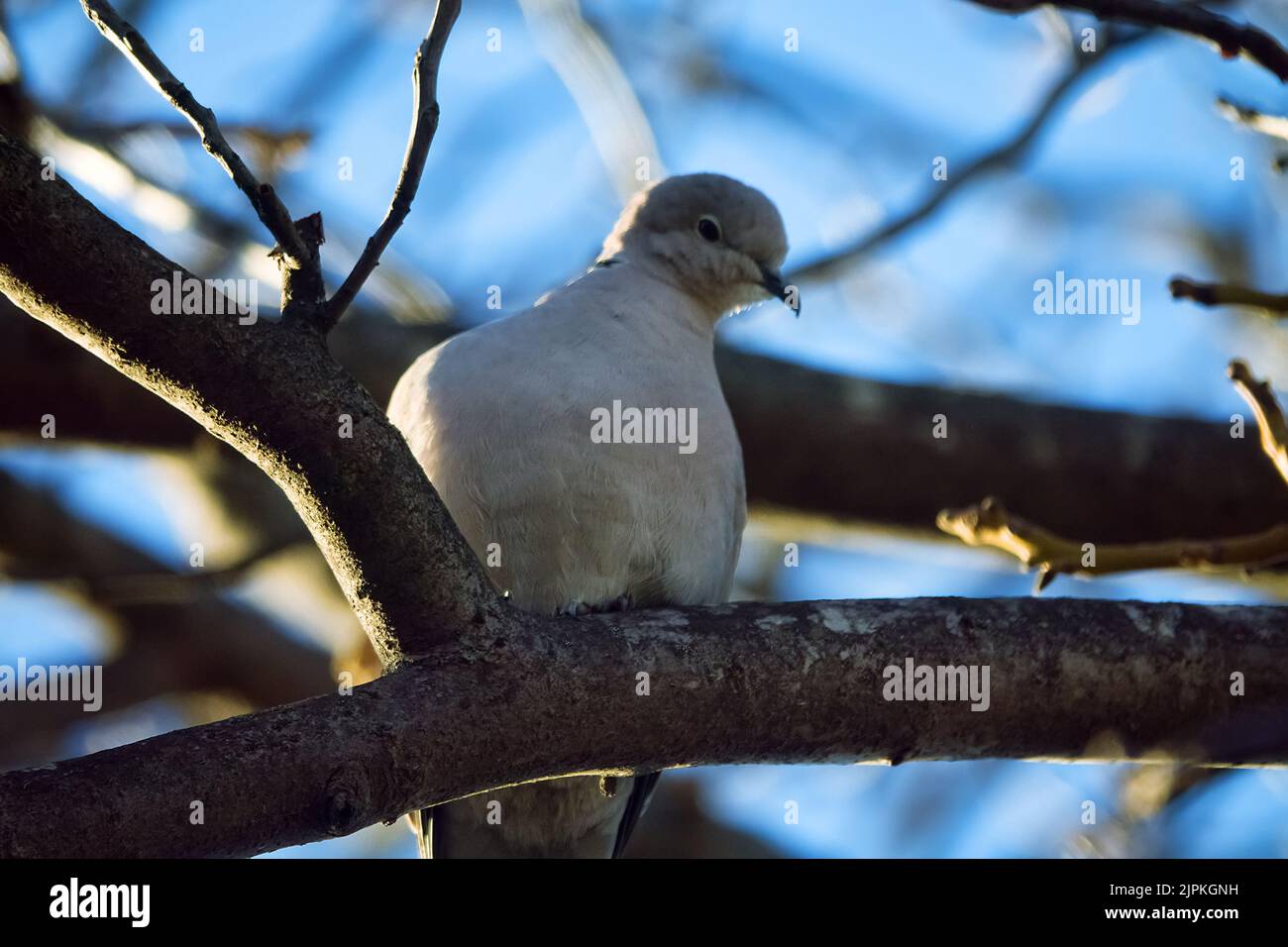 collared turtle dove (Streptopelia decaocto) in Caucasus. Closeup Stock Photo Alamy