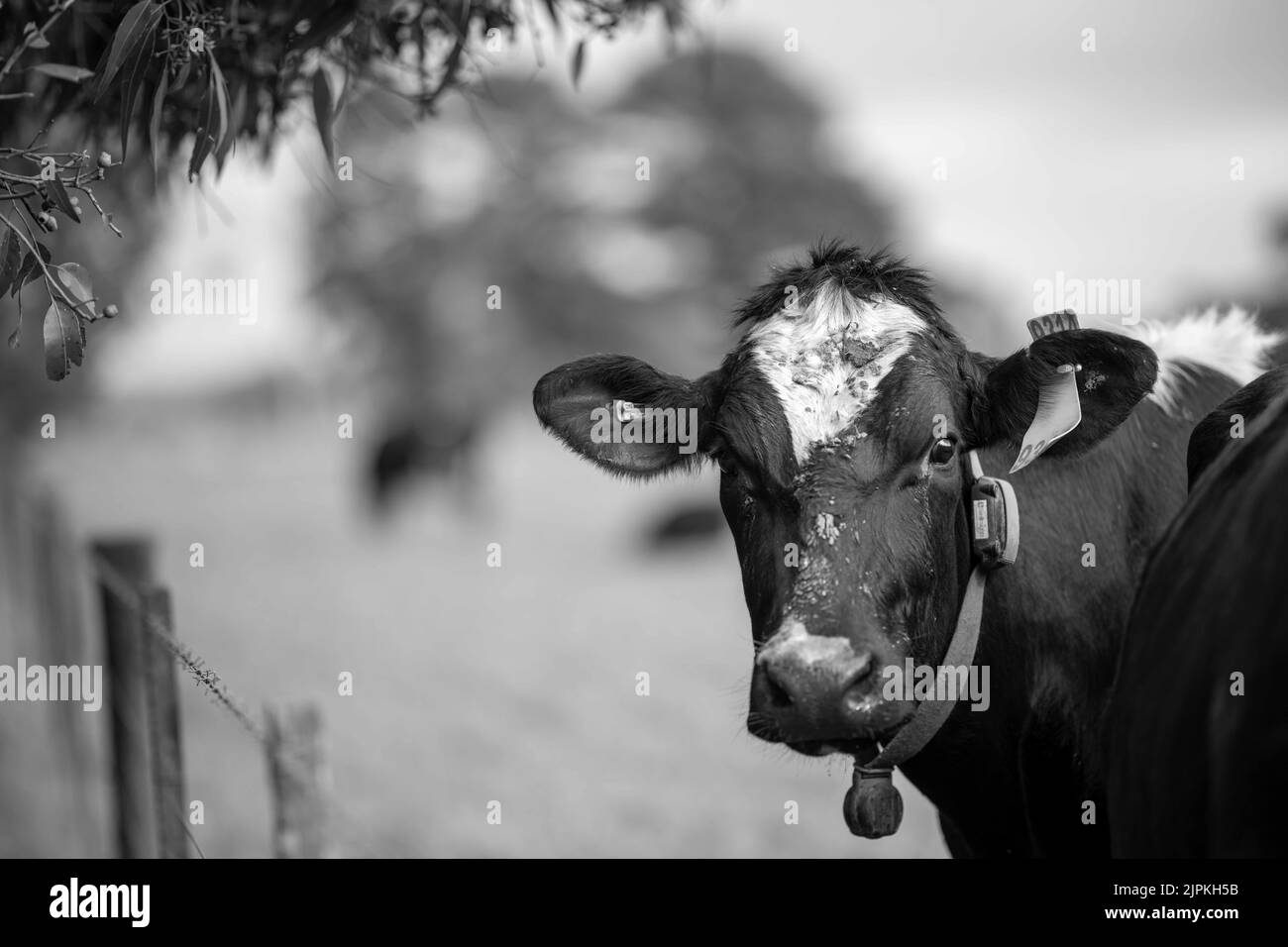 beef-cattle-and-cows-in-australi-stock-photo-alamy