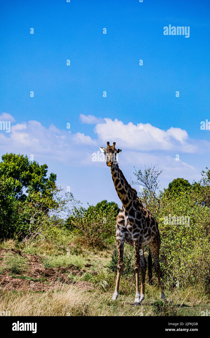 Ruminant species hi-res stock photography and images - Alamy