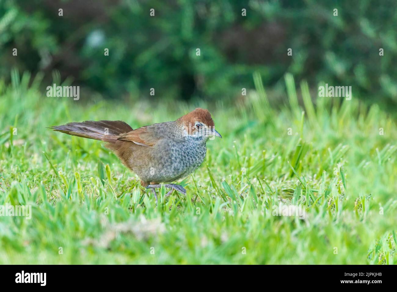 A medium-sized, ground-dwelling thrushlike Australian bird with short rounded wings and a long tail known as the Rufous Bristlebird Stock Photo