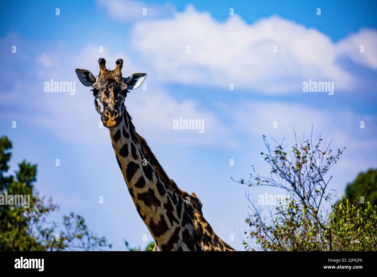 Ruminant species hi-res stock photography and images - Alamy