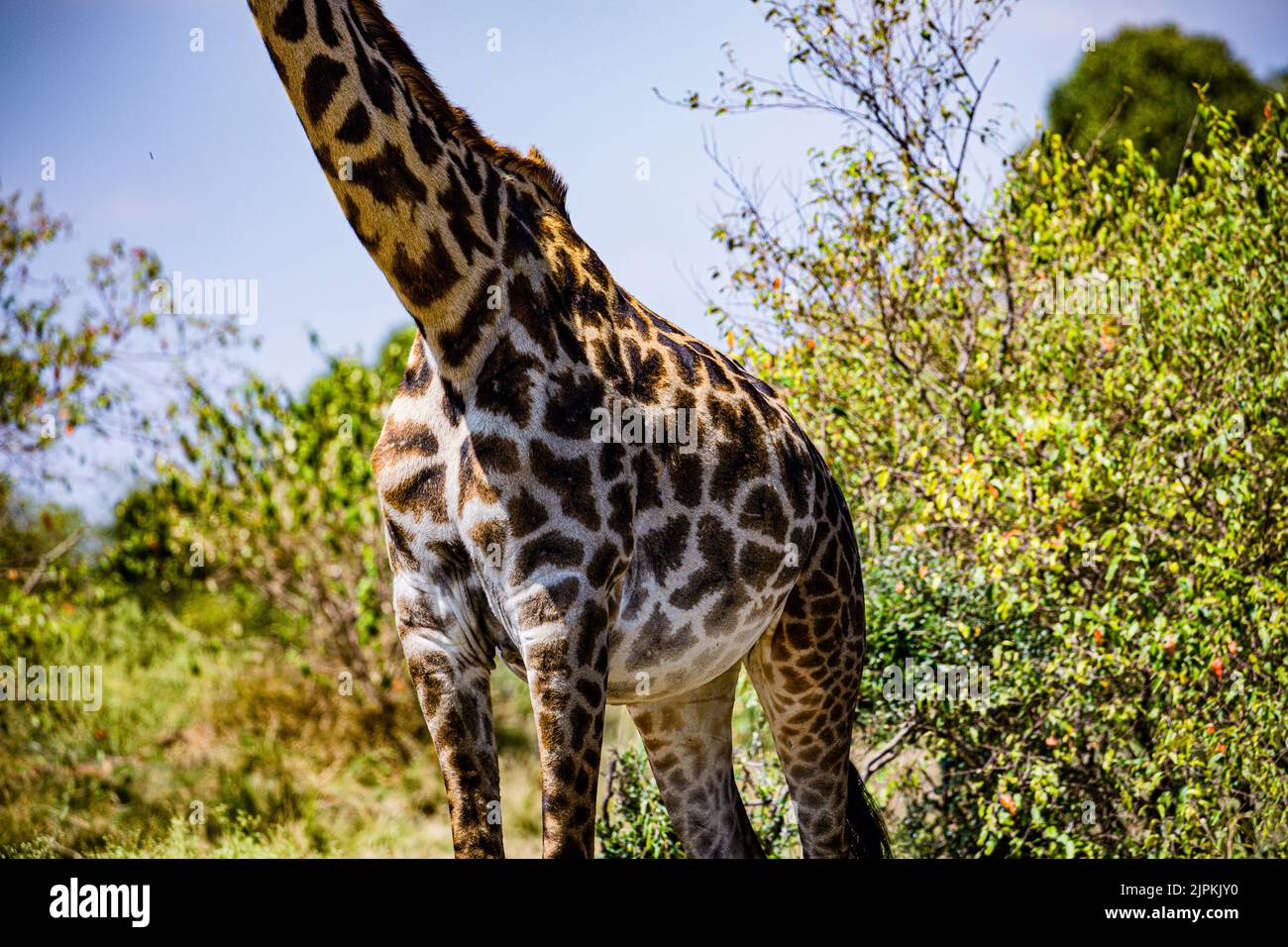 Ruminant species hi-res stock photography and images - Alamy