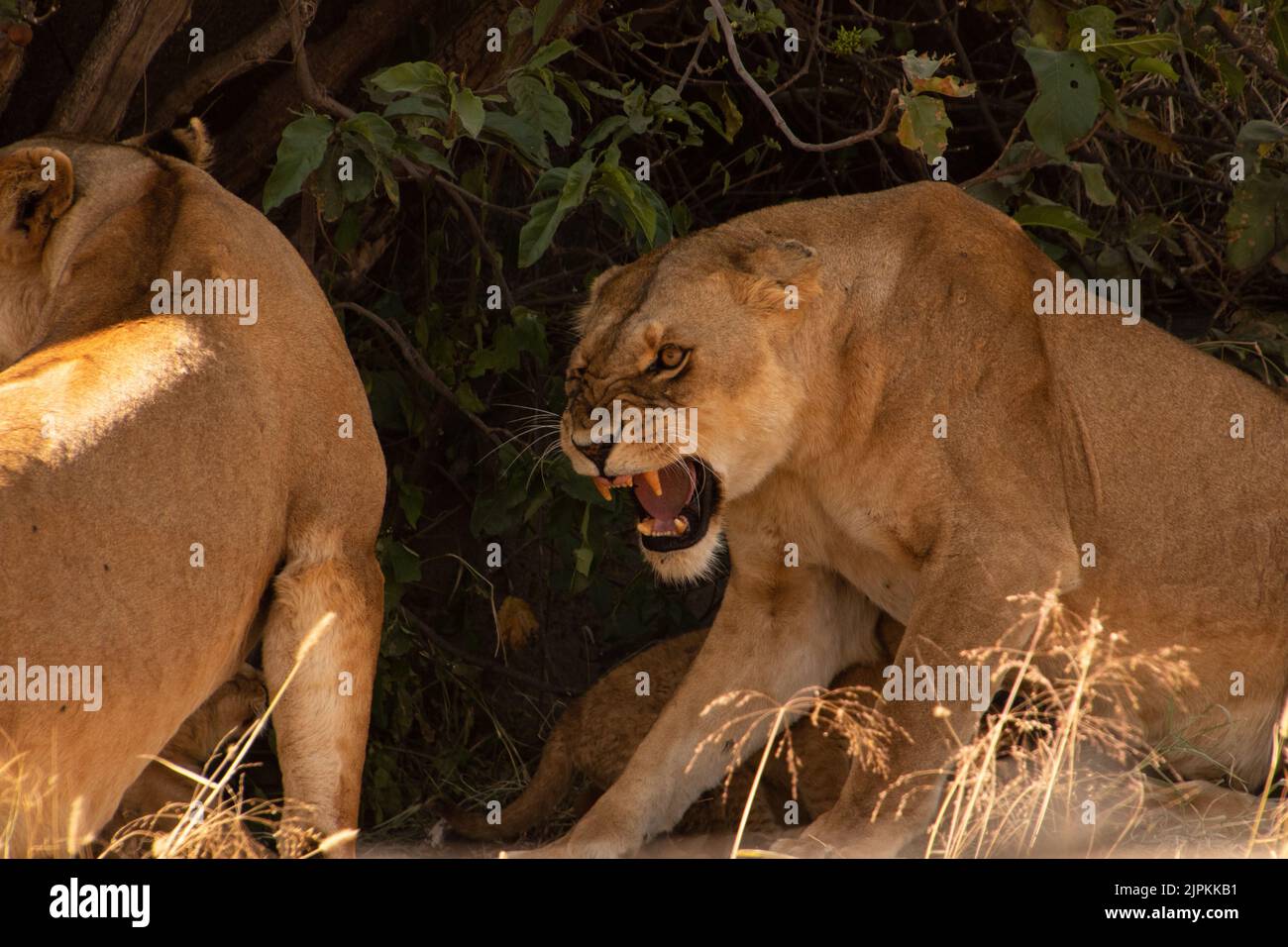 A lioness snarling at another lion with leaves and trees in hte backgournd Stock Photo
