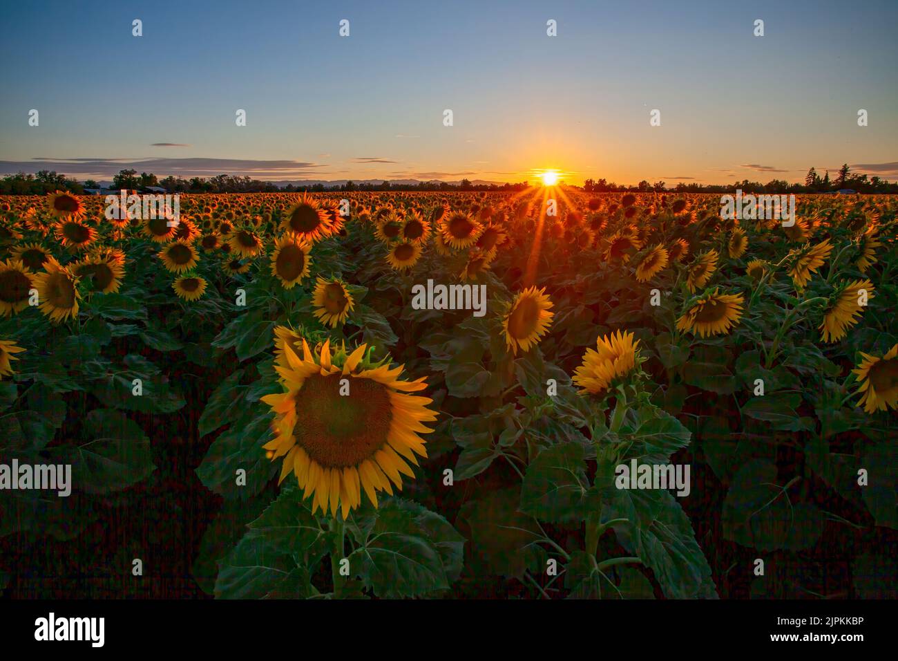 Sunflower Field in Northern California Stock Photo - Alamy