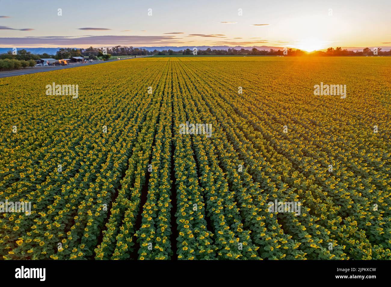 Sunflower Field in Northern California Stock Photo Alamy