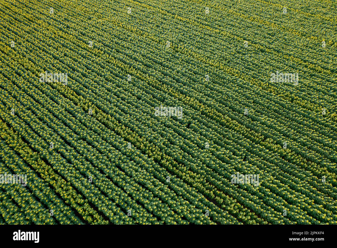 Sunflower Field in Northern California Stock Photo - Alamy