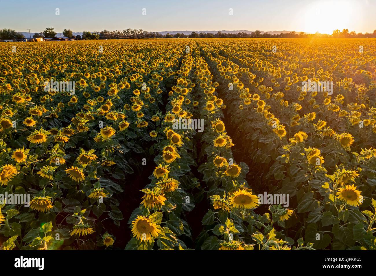 Sunflower Field in Northern California Stock Photo Alamy
