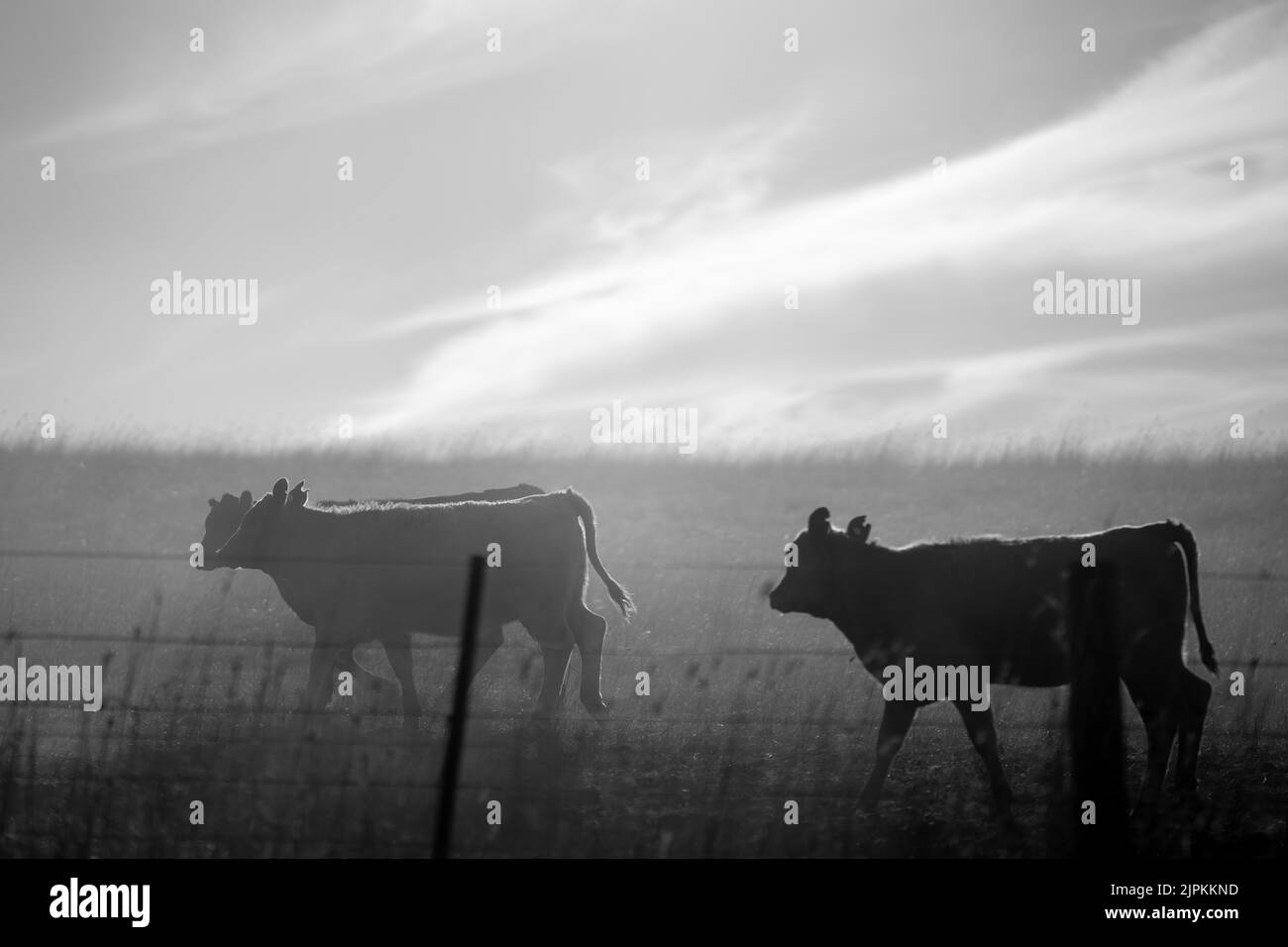 Beef cattle and cows in Australi Stock Photo - Alamy