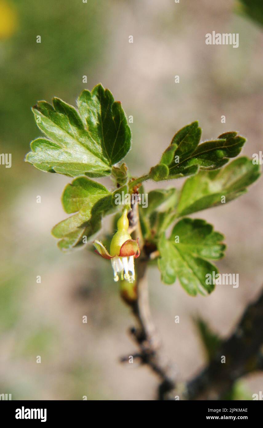Yellow flower of gooseberry (Ribes uva-crispa or Ribes grossularia) close up with green leaves Stock Photo
