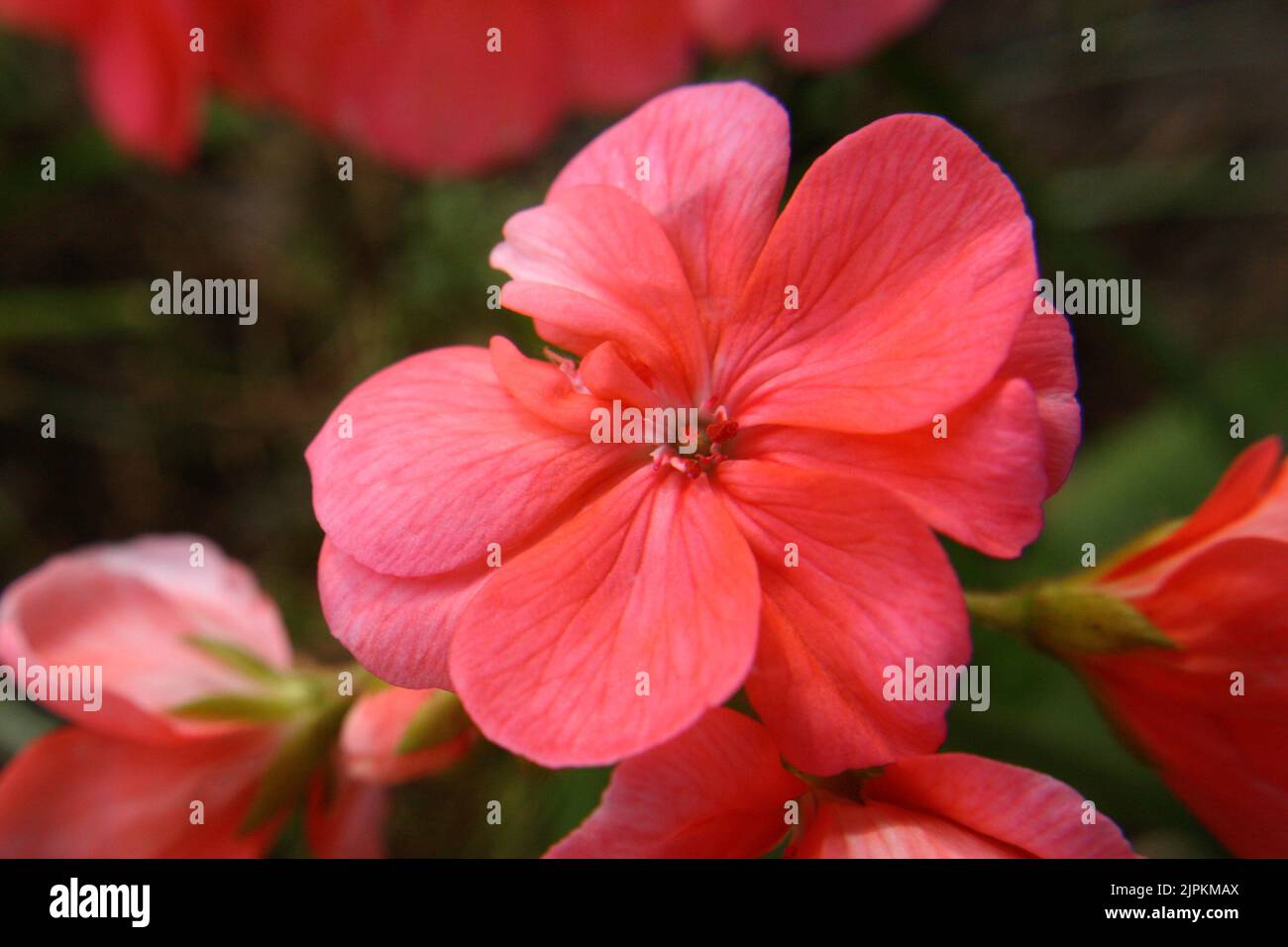 Tender coral flowers of geranium (pelargonium or storkbills) close up Stock Photo