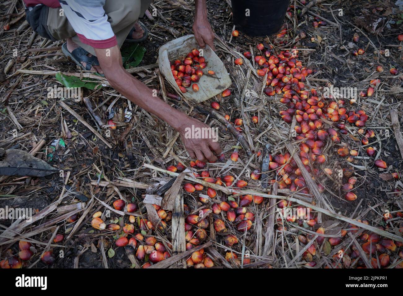 Malang, East Java, Indonesia. 18th Aug, 2022. A farmer collects oil palm seeds in an plantation area in Tumpakrejo Village, Malang, East Java province, Indonesia, on August 19, 2022.The price of Palm Oil at the farm level in the area from USD 0.12 /kilograms down USD 0.081/kg this month. Meanwhile, the national average palm oil price is above USD 0.13/kilograms. (Credit Image: © Aman Rochman/ZUMA Press Wire) Stock Photo