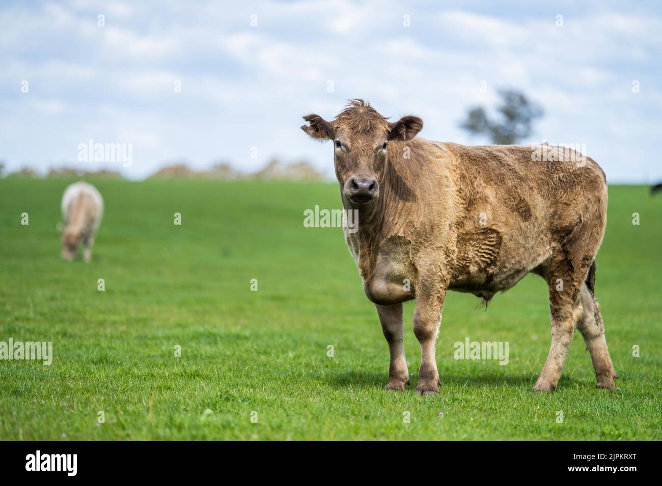 Beef cattle and cows in Australi Stock Photo - Alamy