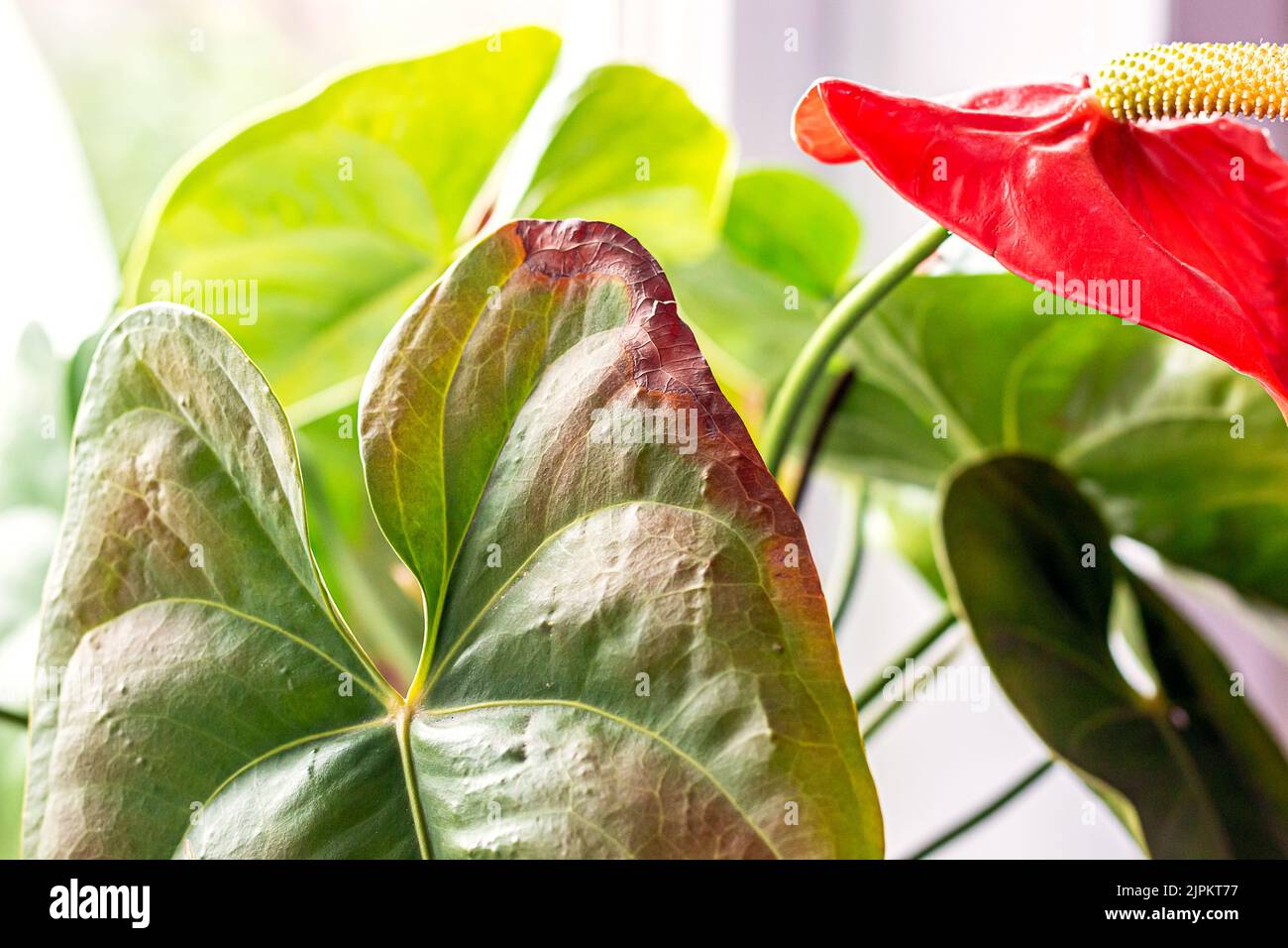 Leaves diseases of Anthurium. Leaves have brown spots and dry. Leaf blight or leaf spot. Indoor Plant Problems. Improper care. Stock Photo