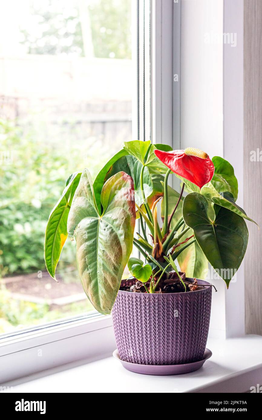 Leaves diseases of Anthurium. Leaves have brown spots and dry. Leaf blight or leaf spot. Indoor Plant Problems. Improper care. Stock Photo