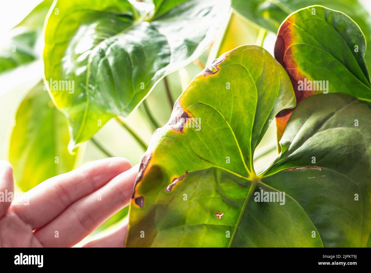 Leaves diseases of Anthurium. Leaves have brown spots and dry. Leaf