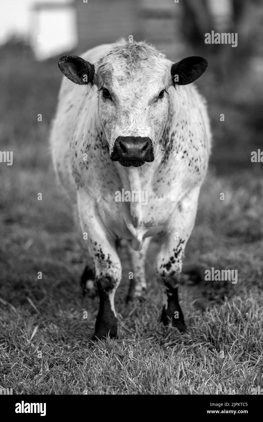 Wagyu beef farm Black and White Stock Photos & Images - Alamy