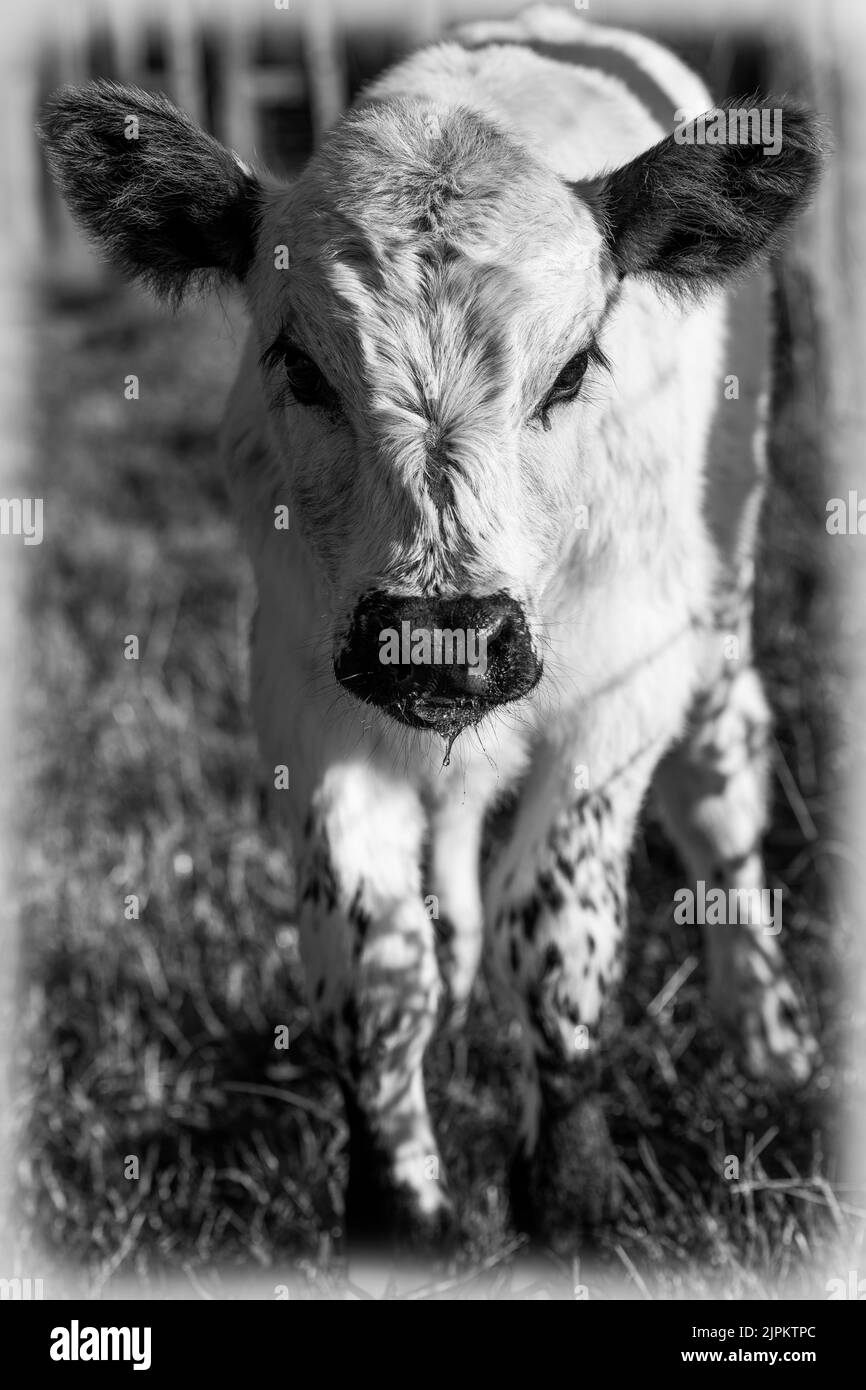 Herd angus beef cattle Black and White Stock Photos & Images - Alamy