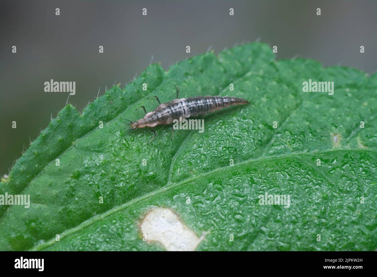 close shot of the lacewing larva Stock Photo