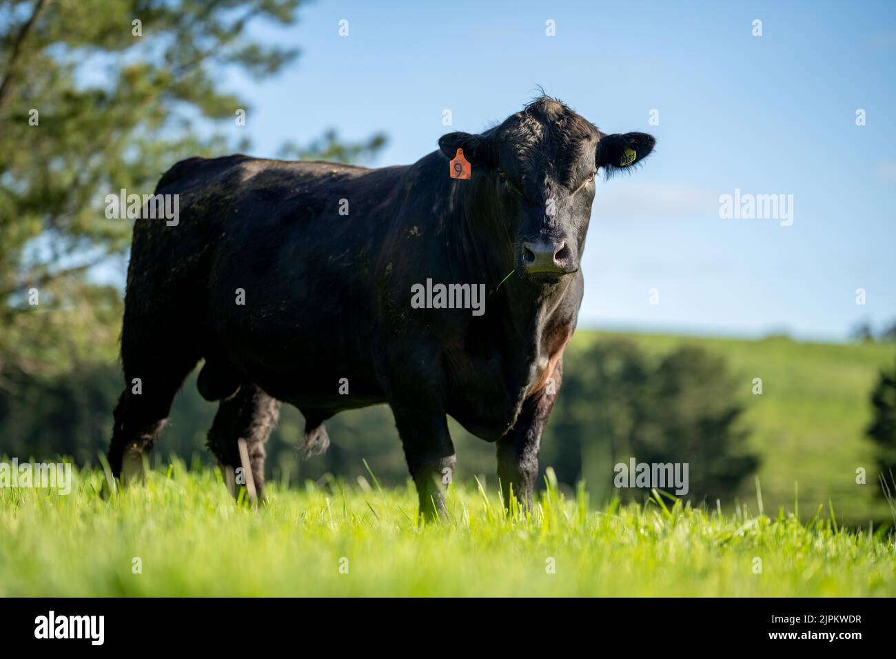 Stud wagyu bull, Beef cattle and cows in Australia Stock Photo Alamy