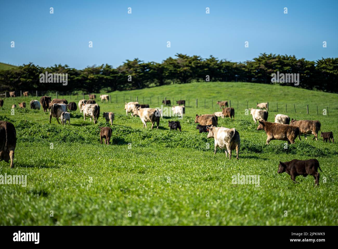 Beef cattle and cows in Australia Stock Photo Alamy