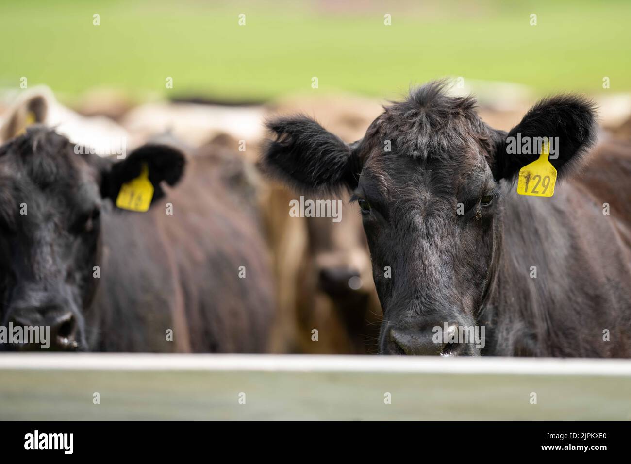 Beef cattle and cows in Australi Stock Photo Alamy