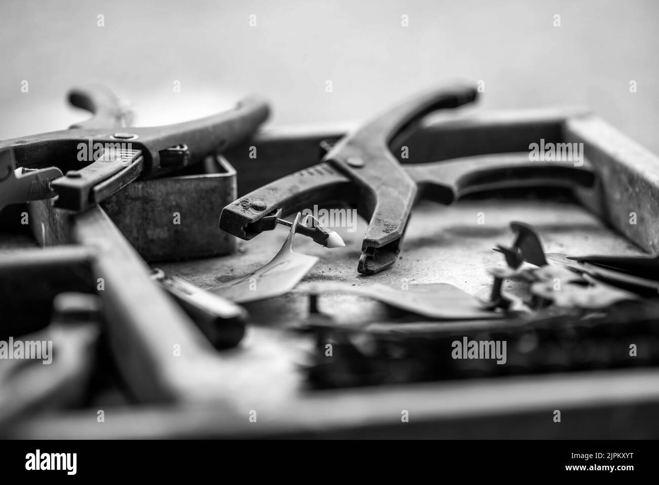 Beef cattle and cows in Australi Stock Photo - Alamy