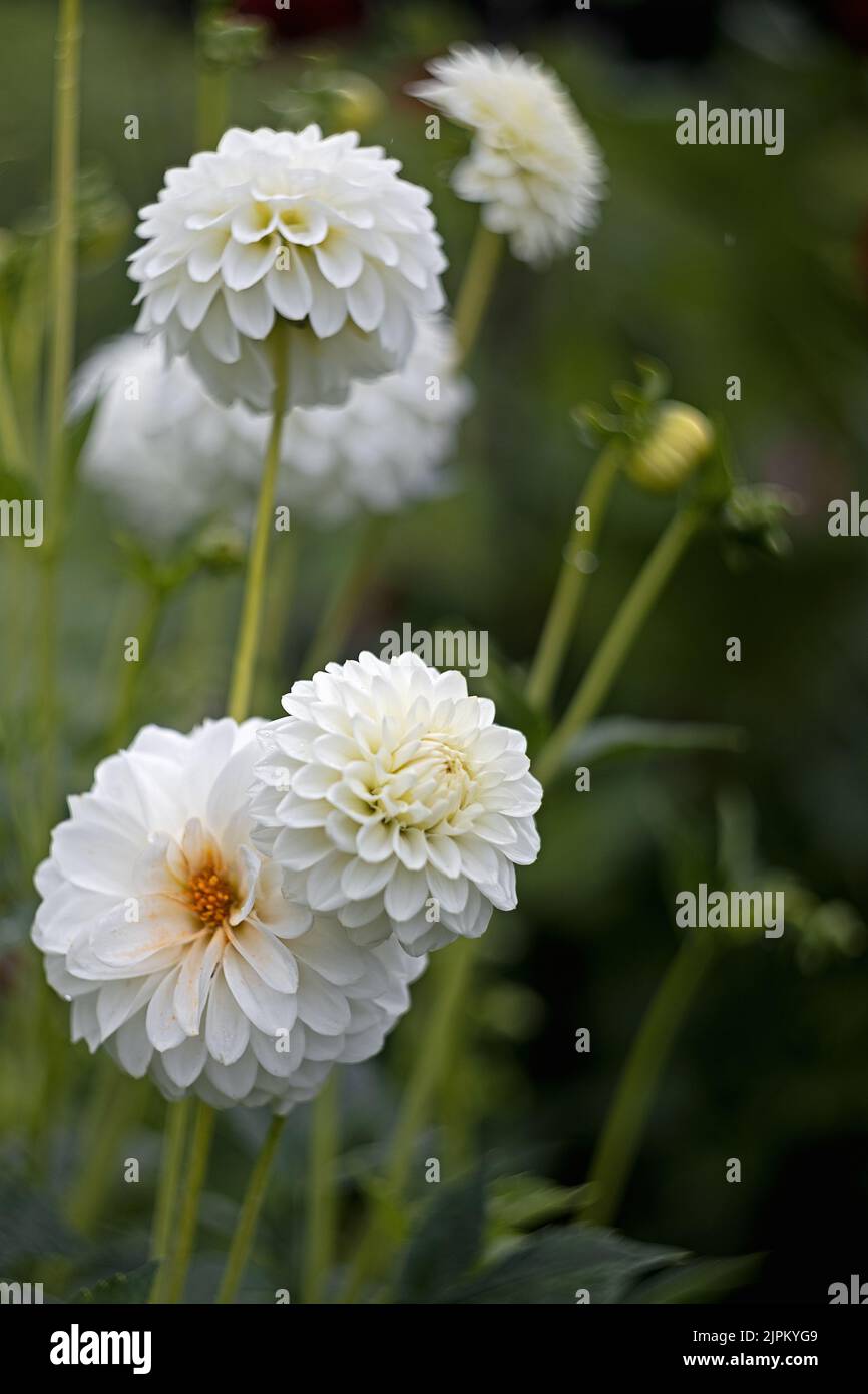 Field white chrysanthemums hi-res stock photography and images - Alamy