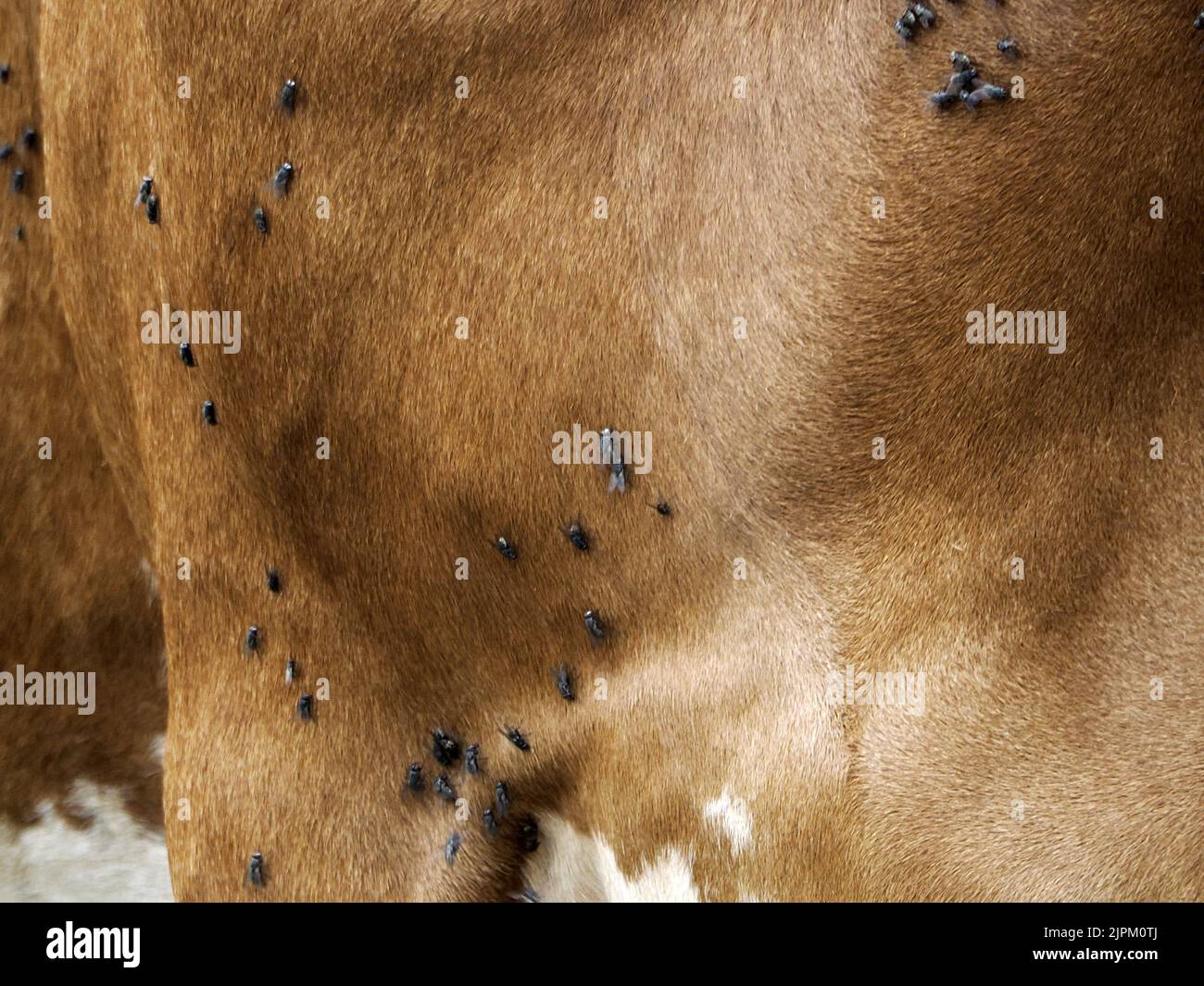 cow with many fly detail Stock Photo - Alamy