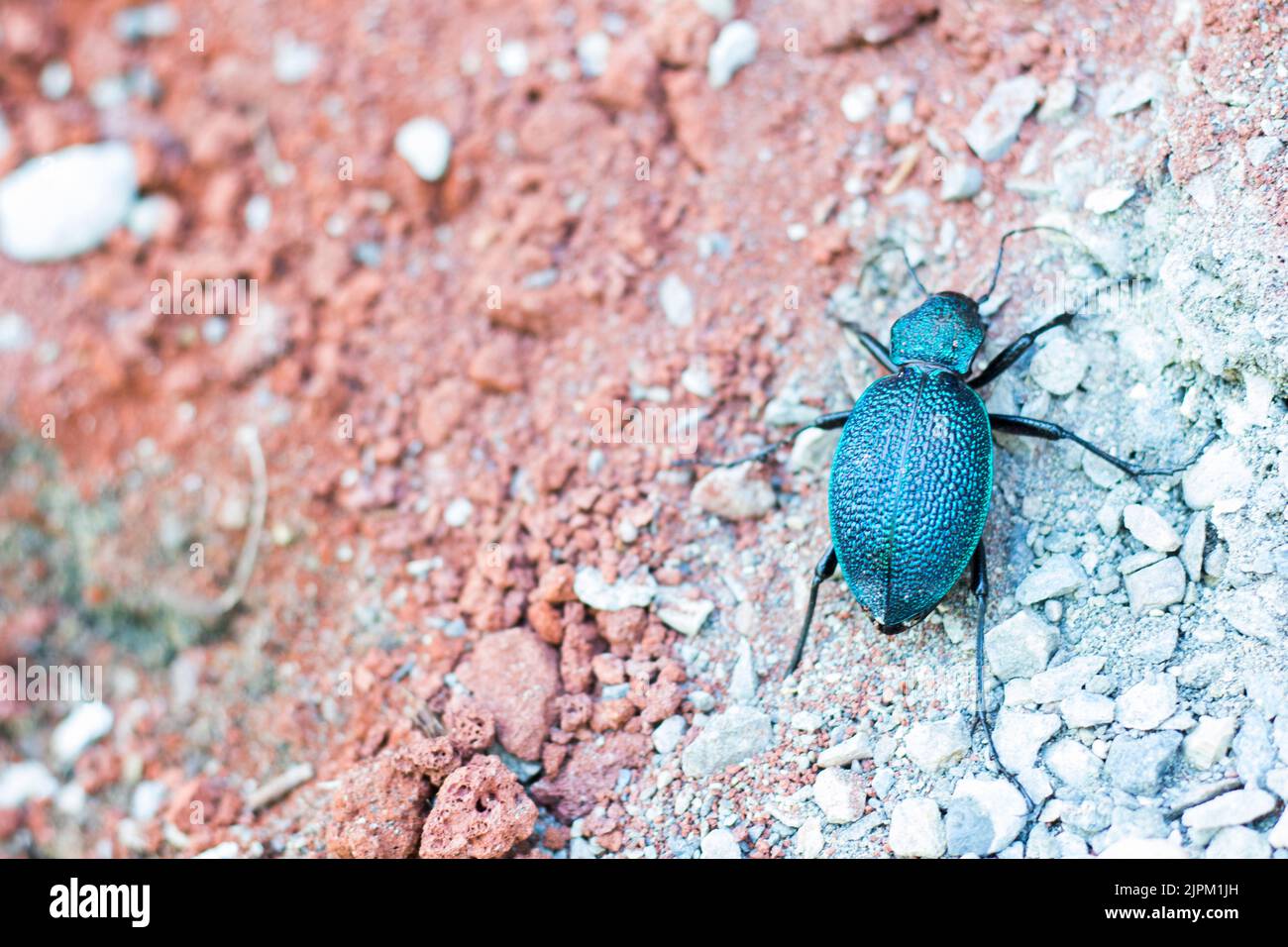 A macro shot of a Carabus scabrosus tauricus beetle on a dirt gravel ground Stock Photo
