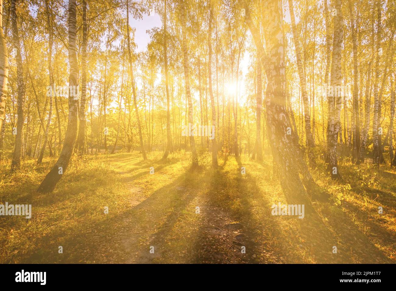 Foggy dawn in a birch grove in autumn, with the rays of the sun cutting ...