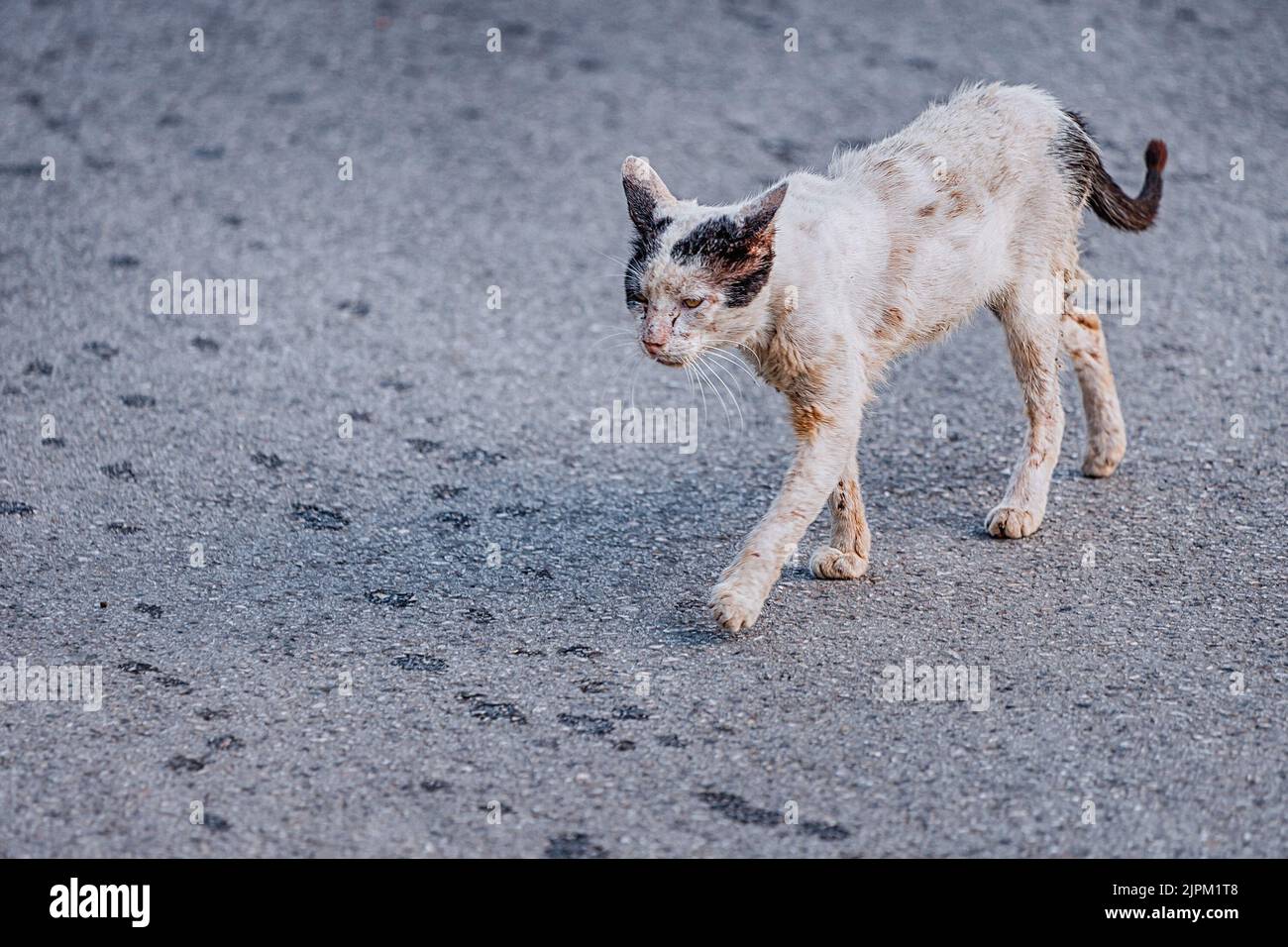 Sad and injured stray stray cat is walking along the road. The concept