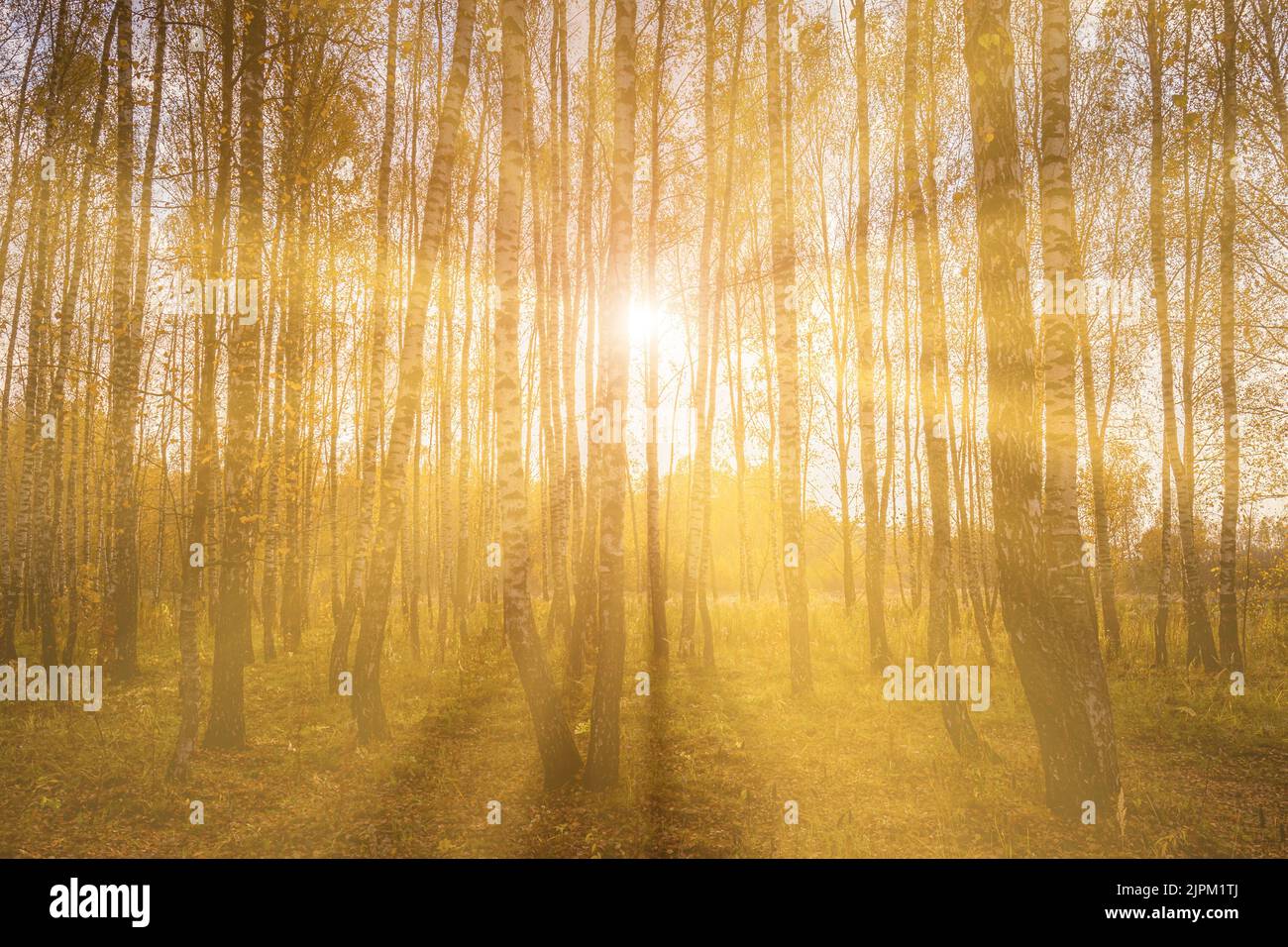 Foggy dawn in a birch grove in autumn, with the rays of the sun cutting ...