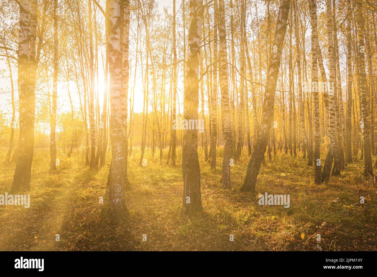 Foggy dawn in a birch grove in autumn, with the rays of the sun cutting ...