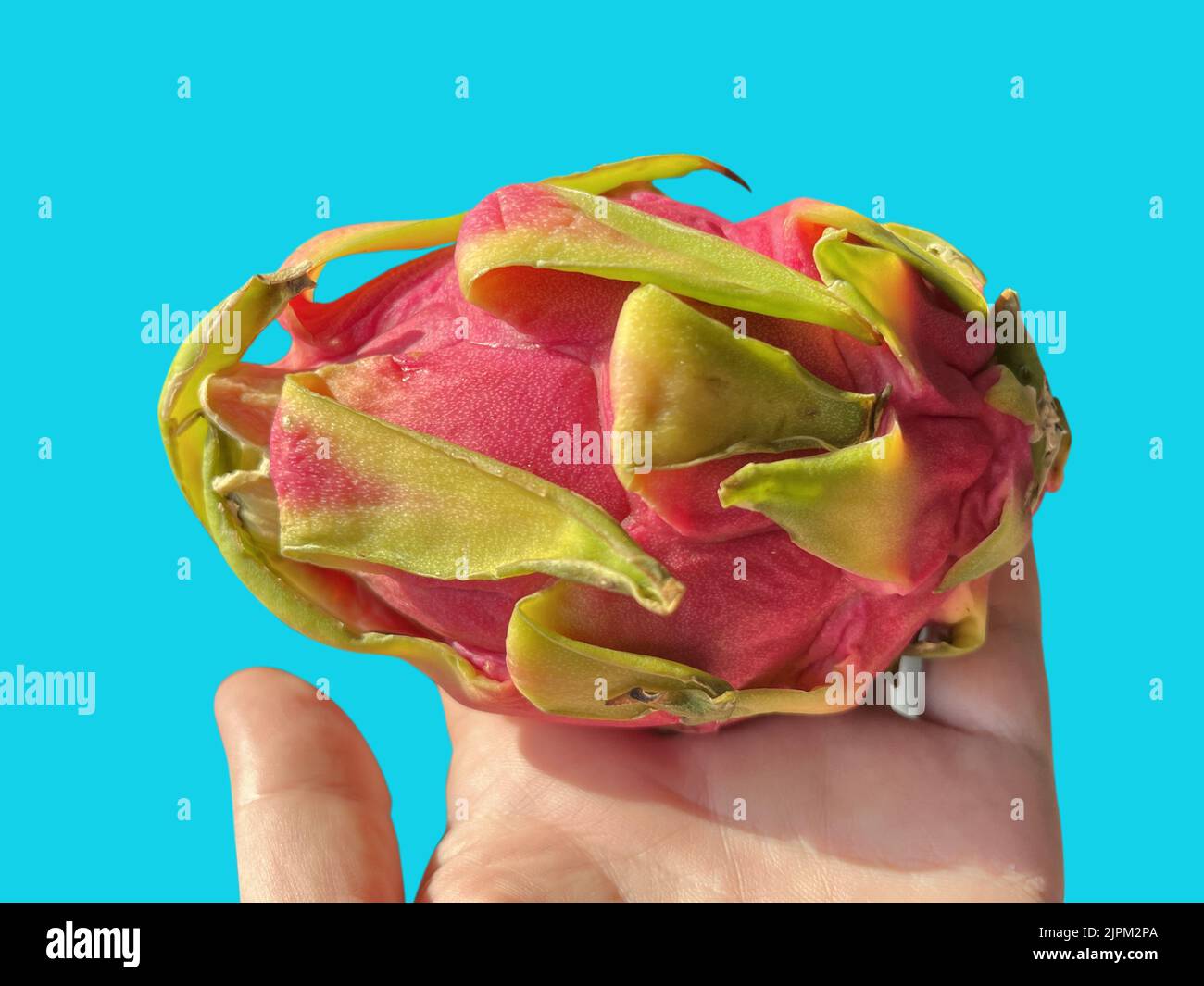 Fresh Dragon Fruit In The Hand Stock Photo Alamy fresh-dragon-fruit-in-the-hand-stock-photo-alamy